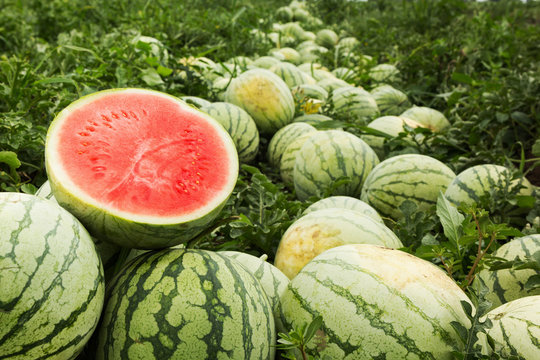 Red cut watermelon on a pile of ripe watermelons in a field.