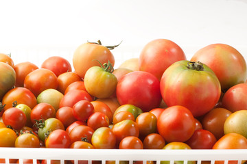 Fototapeta na wymiar トマトの収穫