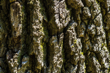 Tree Bark Texture