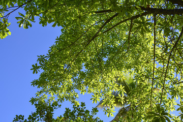 Treetops in the forest, beautiful sunny day