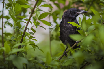 Rook (Corvus Frugilegus) on a branch
