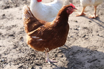 Hühner auf dem Hof
