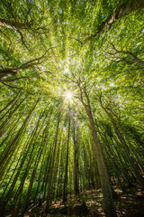 Sonne leuchtet durch Baumkronen