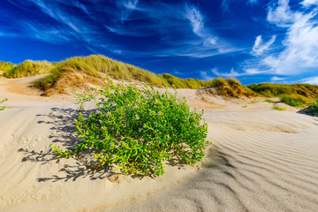 Closeup of reed grass and plants in sand dunes, North Sea coast in Belgium