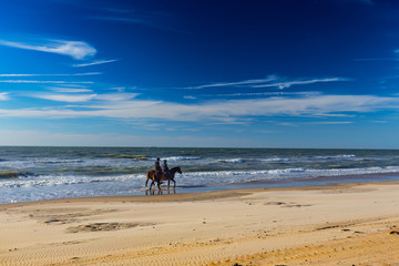 Pair of horses peacefully stralling along the beach on North Sea coast near De Haan, Belgium