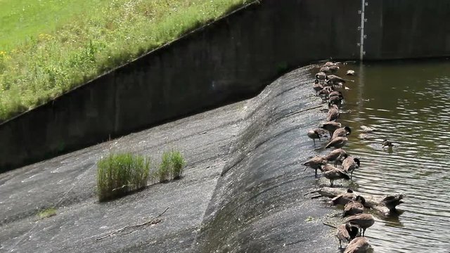 A Flock of Canadian Geese hovering around the edge of a dam on a river