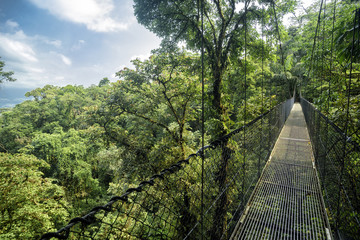 Naklejka premium Most wiszący w lesie deszczowym