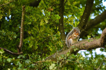 Wild grey squirrel eating nuts on a tree branch