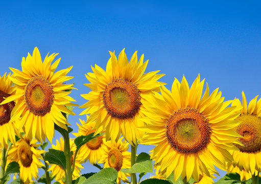 Young sunflowers bloom in field against a blue sky