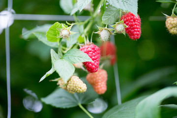 Organic ripe red raspberries on the bush.