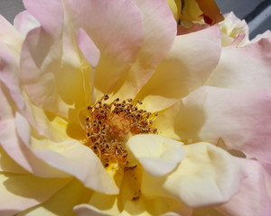 Closeup of a Yellow and Pink Rose