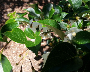 Japanese Snowbell Tree Flowers and Leaves