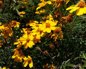 Lively Yellow Flowers