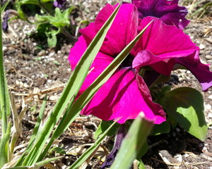 Purple Garden Flower