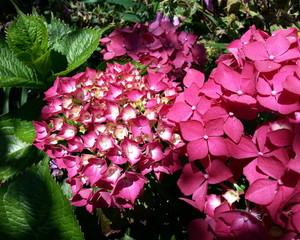 Red Hydrangeas