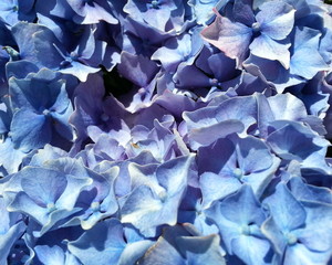 Blue Hydrangea Closeup