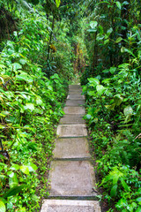 Nature Path in Colombia