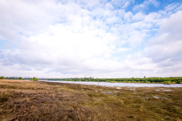 Cheerless swamp and grass.