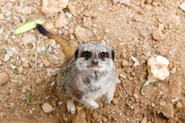 Meerkat looking up and staring at you