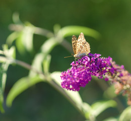 Schmetterling auf einen Schmetterlingsstrauch 