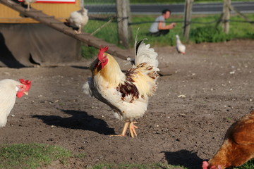 Hühner auf dem Hof