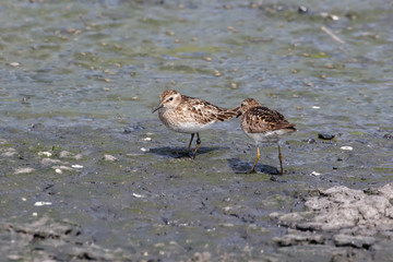 Least sandpiper bird
