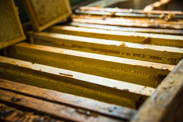 Frames in which is stored Unfinished fresh honey in honeycombs