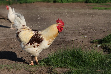 Hühner auf dem Hof