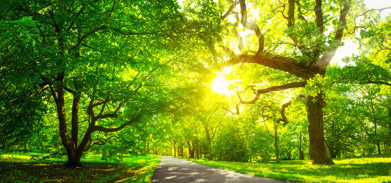 Fototapeta old oak tree foliage in morning light with sunlight