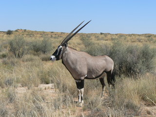 Fototapeta premium South africa antelope oryx