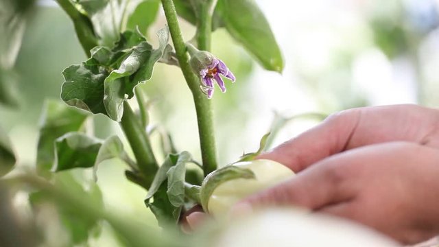 eggplants white plants, hand touch flower in the vegetable garden