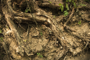 big tree root