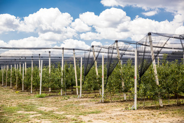 Fototapeta na wymiar orchard with nets to protect against hail and birds
