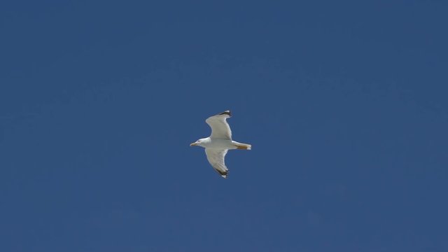 gull flies in the sky.