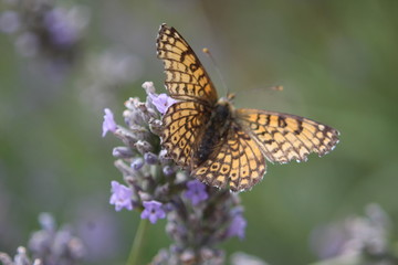 papillon sur lavande