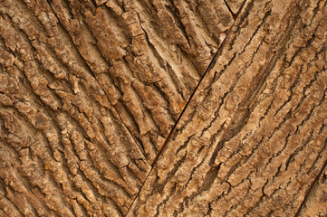 Wood bark texture