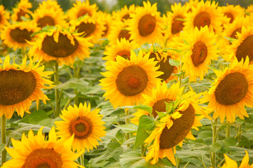 Fototapeta na wymiar Yellow sunflowers on the field