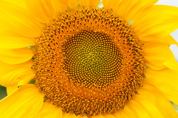 Sunflower bloom, close-up