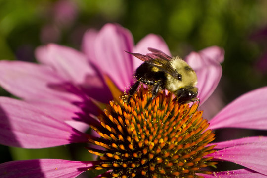 Bee profile sits on Echinacea flower close cup