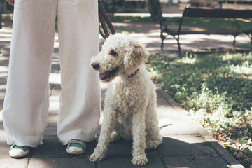 White dog in the park