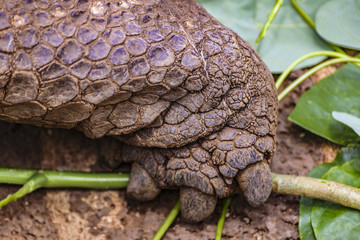 Galapagos Giant Turtle Skin