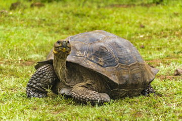 Galapagos Giant Turtle, Ecuador