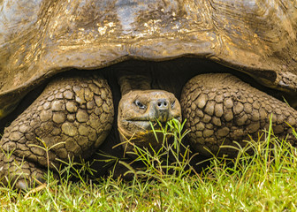 Obraz premium Galapagos Giant Turtle, Ecuador