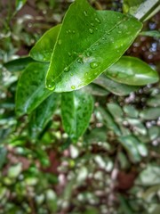 Leaf 