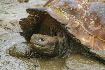 Galapagos Giant Turtle, Ecuador
