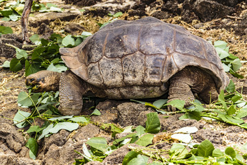 Galapagos Giant Turtle, Ecuador