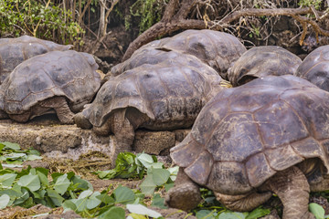 Fototapeta premium Galapagos Giant Turtles, Ecuador