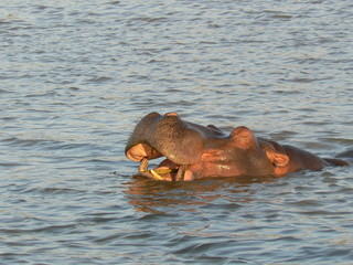 Fototapeta premium South africa, santa lucia village hippo