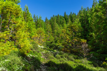 Beautiful forest during summer in Terceira island, Azores, Portugal