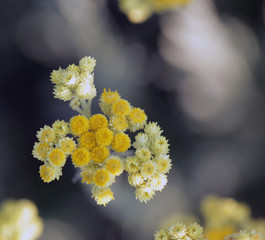 łąka latem w Polsce - żółte kwiaty